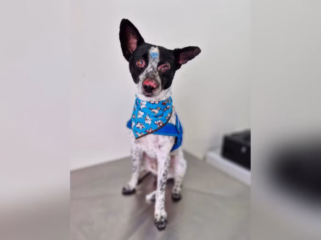 cachorro