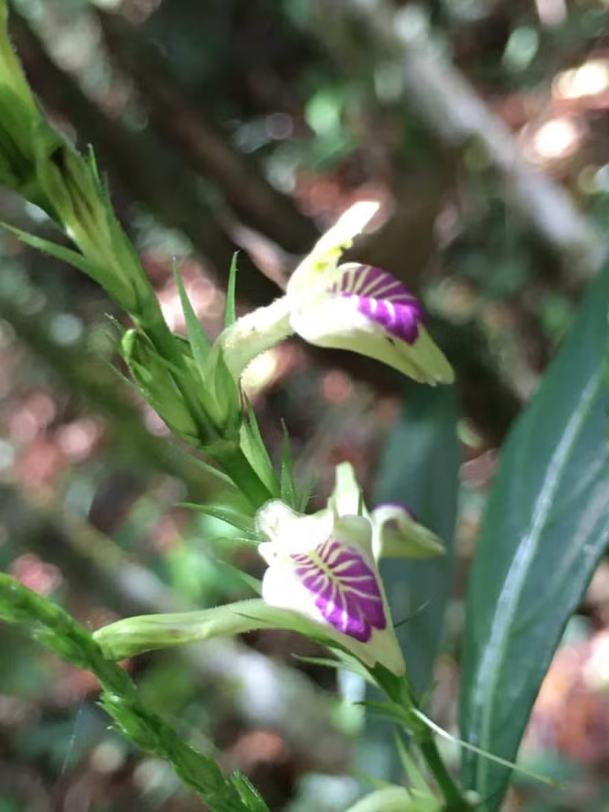 Espécie rara de planta reaparece em Petrópolis após um século