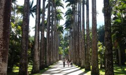 Jardim Botânico do Rio se destaca entre as principais atrações globais com alta avaliação