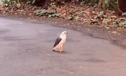 Gavião em perigo de extinção surpreende visitantes no Parque Nacional da Tijuca