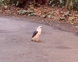 Gavião em perigo de extinção surpreende visitantes no Parque Nacional da Tijuca