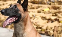 Huck, o cão policial que desvendou um esconderijo de 48 toneladas de maconha na Maré