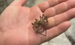 Condomínio em Irajá enfrenta há dois anos uma invasão de aranhas que preocupa moradores