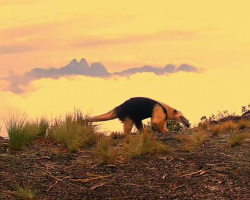 Parque dos Três Picos mantém sua fauna preservada com a presença de tamanduá-mirim