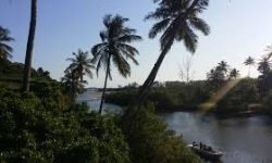 Iniciativa revitaliza regiões danificadas na Reserva Biológica de Guaratiba