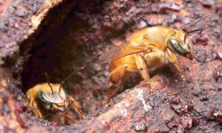 Guia inédito sobre abelhas sem ferrão é lançado pelo Jardim Botânico em celebração ao Dia Mundial das Abelhas