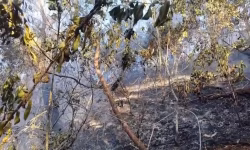 Chamas na Floresta da Tijuca persistem por mais de um dia e interrompem acesso a cinco trilhas; confira a lista