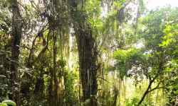 Descoberta impressionante: gigante do pau-brasil é localizado no Parque Estadual da Pedra Branca